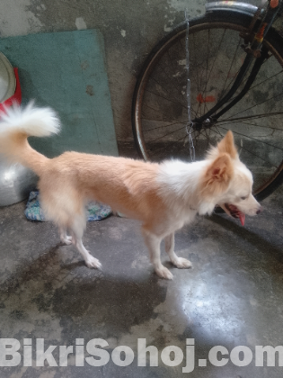 Spitz Dog sell  post (6-7 month Age)
